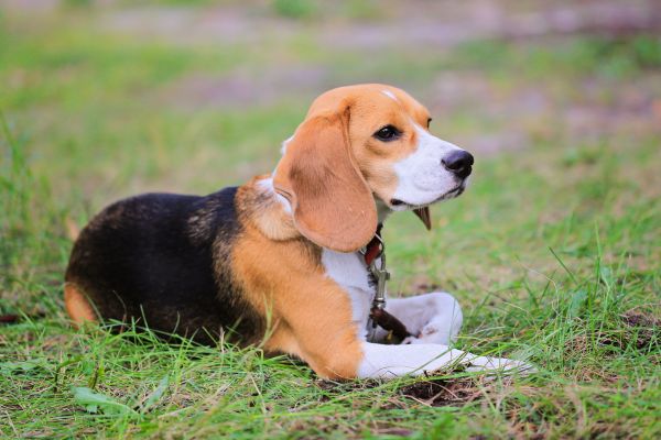 Französische Hunderassen: Beagle Harrier liegt auf Wiese