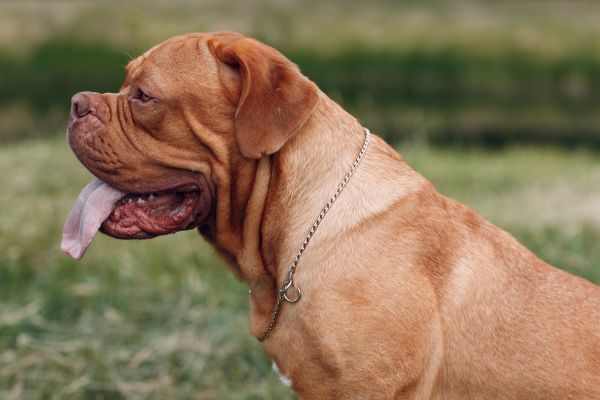 Französische Hunderassen: Seitenansicht einer Bordeauxdogge