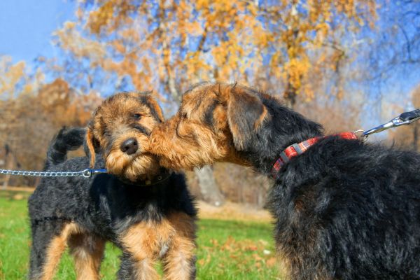 Französische Hunderassen: Zwei Griffon Nivernais beschnuppern sich