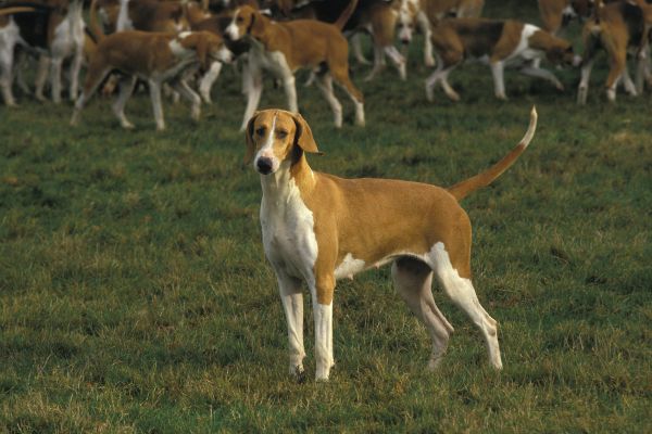 Französische Hunderassen: Poitevin auf einer Wiese