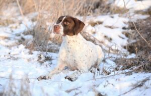 Französischer Vorstehhund im Liegen