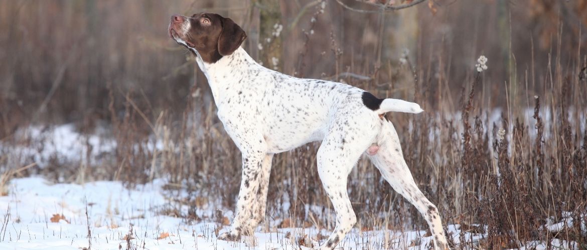 Französischer Vorstehhund im Schnee