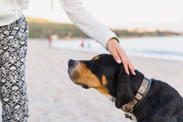 Welcher Hund passt zu mir: Frau streichelt Hund am Kopf