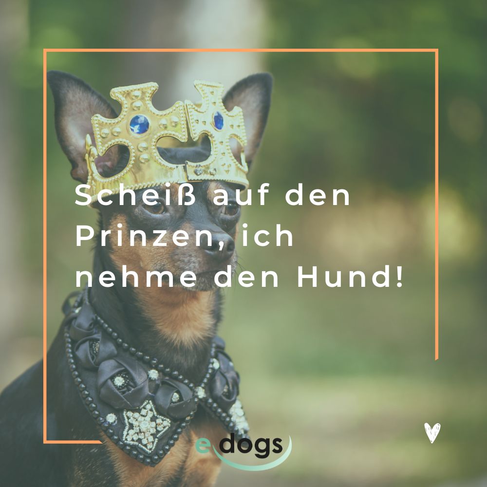 Freche Hundesprüche: Scheiß auf den Prinzen, ich nehme den Hund.