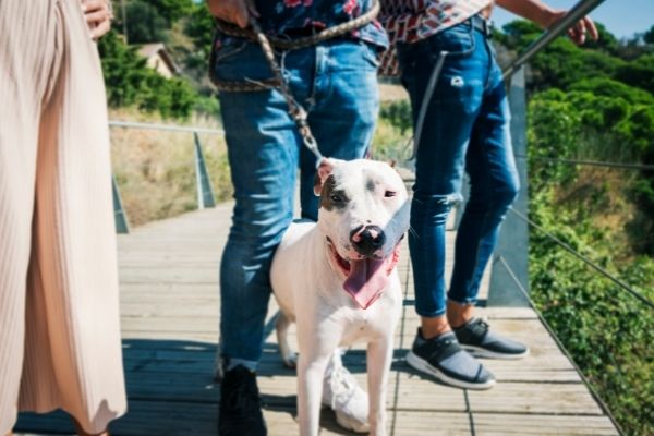 Fremde Hunde begruessen: Hund auf Steg