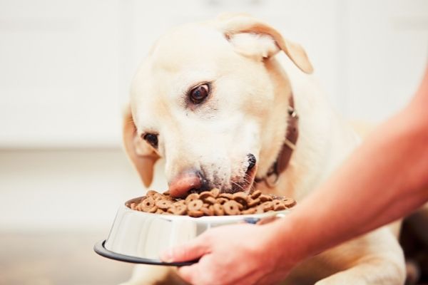 Futterneid: Hund frisst aus Napf