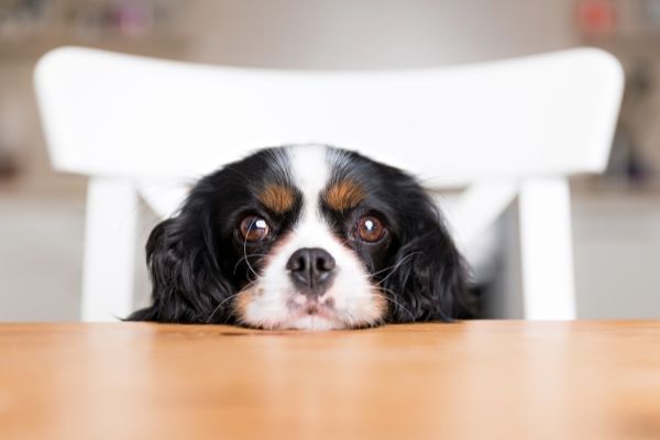 Futterneid: Hundekopf auf dem Tisch