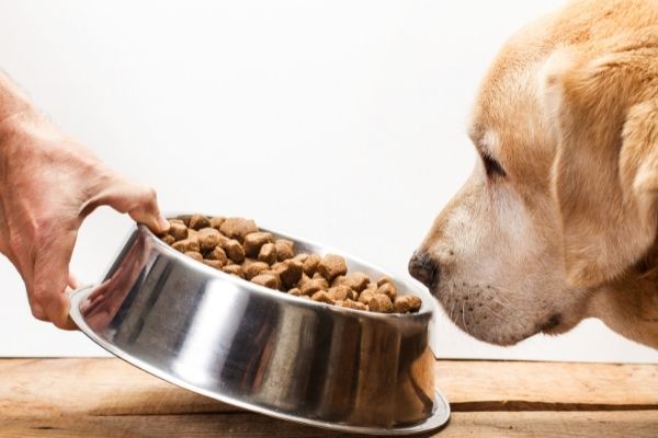 Futterneid: Hund schnüffelt an Napf