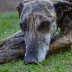 Galgo espanol, Spanischer Windhund