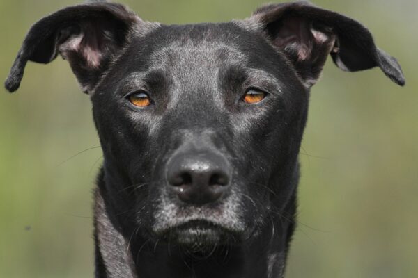 Spanischer Windhund, Galgo Espanol