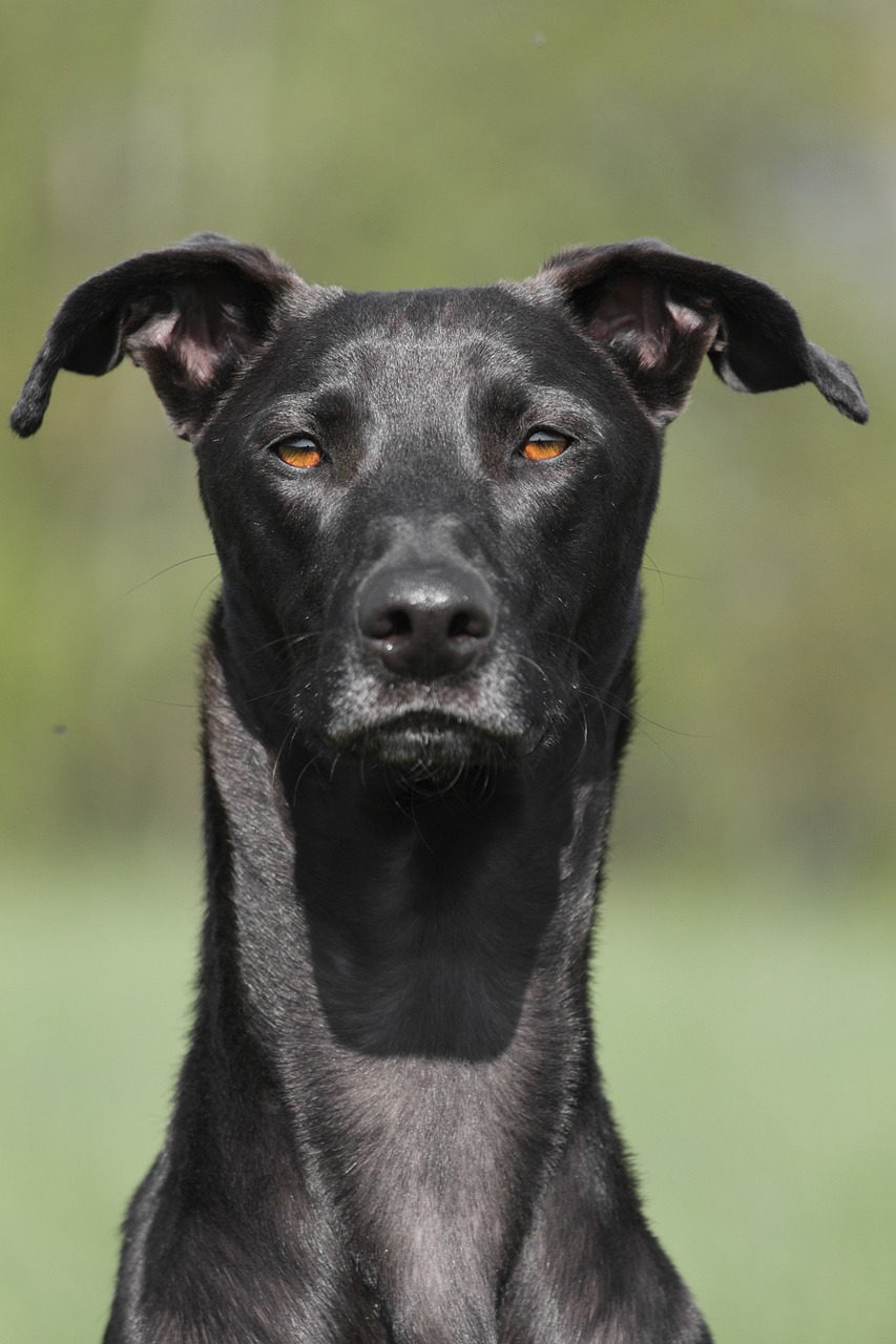 Spanischer Windhund, Galgo Espanol