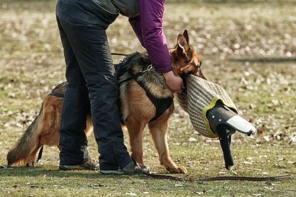 Gebrauchshundeprüfung: Hund beim Schutzdienst