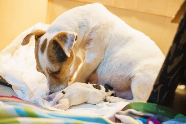 Geburt Hund: Hündin mit Welpe liegend