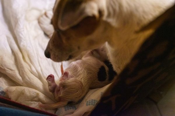 Geburt Hund: Hündin mit Welpe von oben