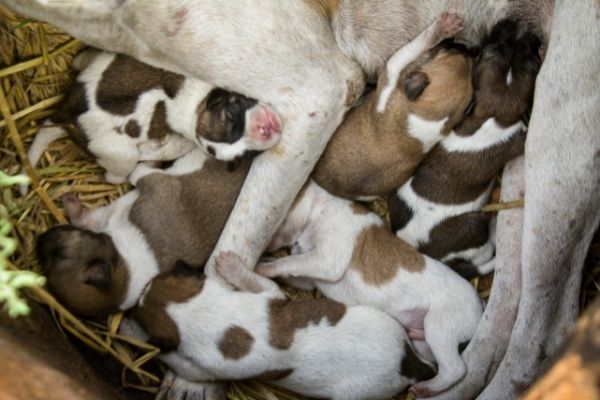 Geburt Hund: Hündin und Welpen im Stroh