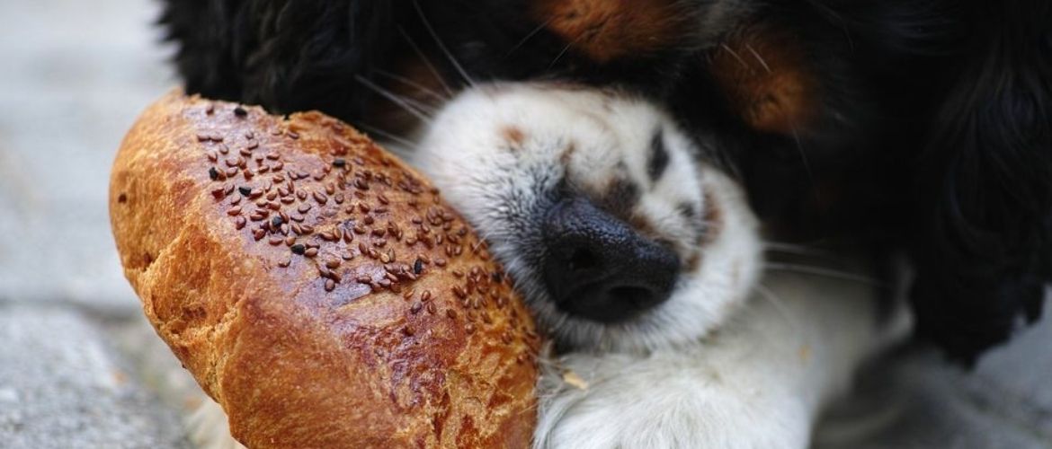 Giftige Lebensmittel für Hunde: Vierbeiner frisst Brot