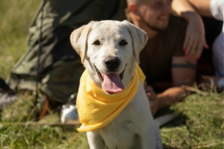 Gelbe Schleife beim Hund – Das bedeutet es
