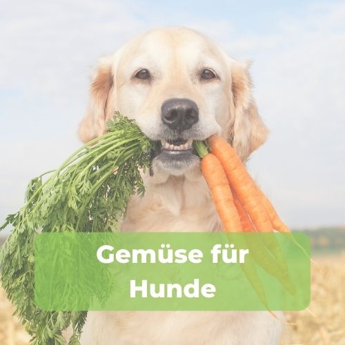 gemuese-fuer-hund-download-bild