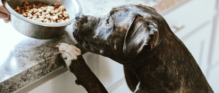 Gesunde Hundeernährung: Wann Trockenfutter als gesundes Alleinfuttermittel verwendet werden kann