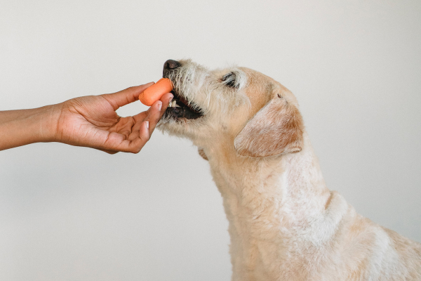 gesundes-hundefutter-karotte-hund