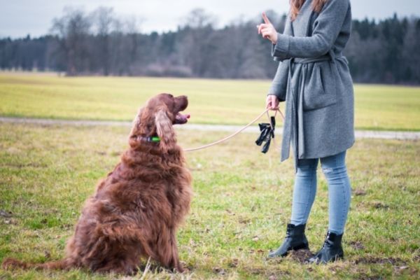 Gewaltfreies Hundetraining im Freien