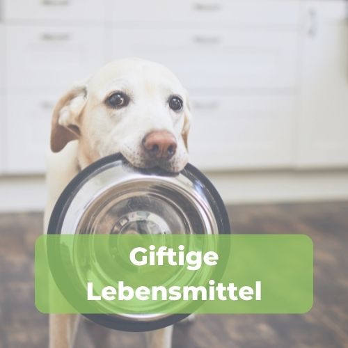 giftige-lebensmittel-download-bild