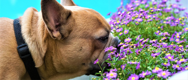Giftige Pflanzen für Hunde
