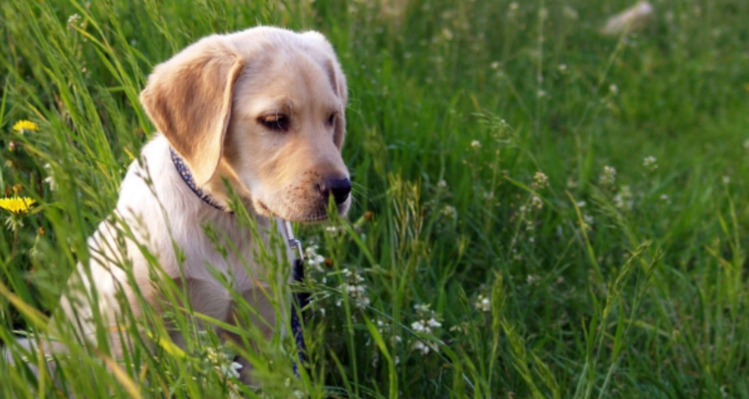 Чем защитить собаку от клещей. Собака на траве. Щенок на травке. Лабрадор зеленая шерсть.