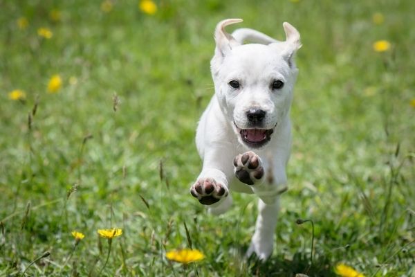 Glücklicher Hund auf einer Wiese