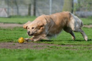 Warum ein Hund aus dem Tierschutz: Hund spielt mit Ball