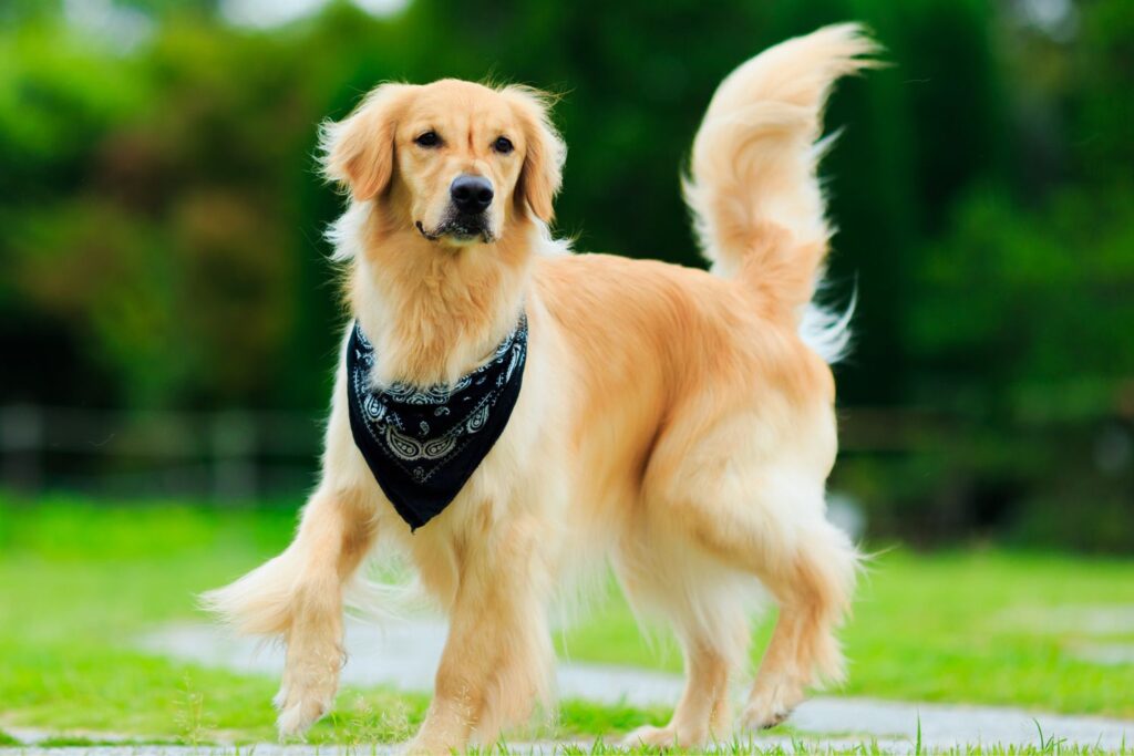 Golden Retriever: Hund läuft durch die Natur und trägt ein schwarzes Bandana um den Hals