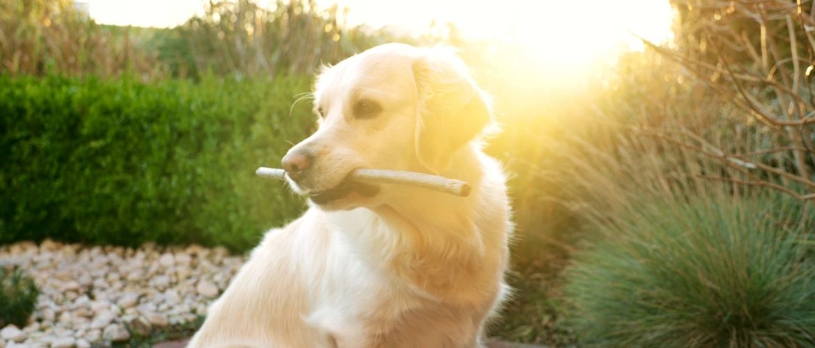 Golden Retriever in der Sonne