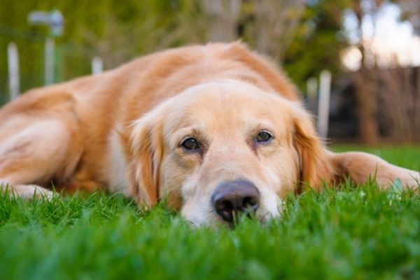 Golden Retriever liegt auf dem Rasen