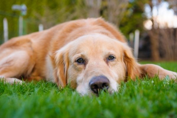 Golden Retriever liegt auf Rasen