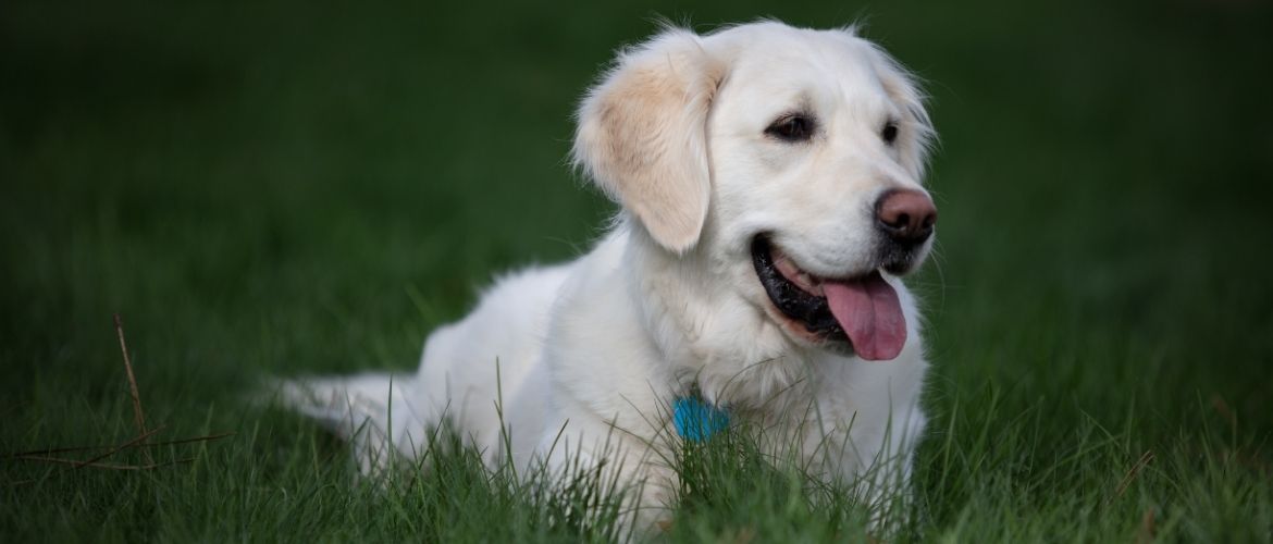 Golden Retriever liegt im Rasen