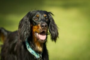 Gordon Setter Kopf