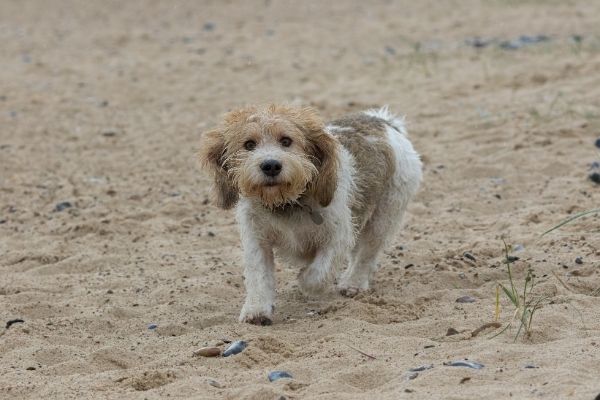 Französische Hunderassen: Grand Basset Griffon Vendeen am Strand