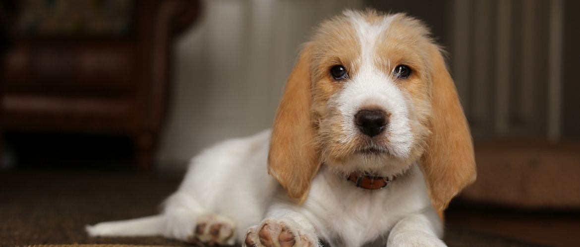 Grand basset best sale griffon vendeen charakter