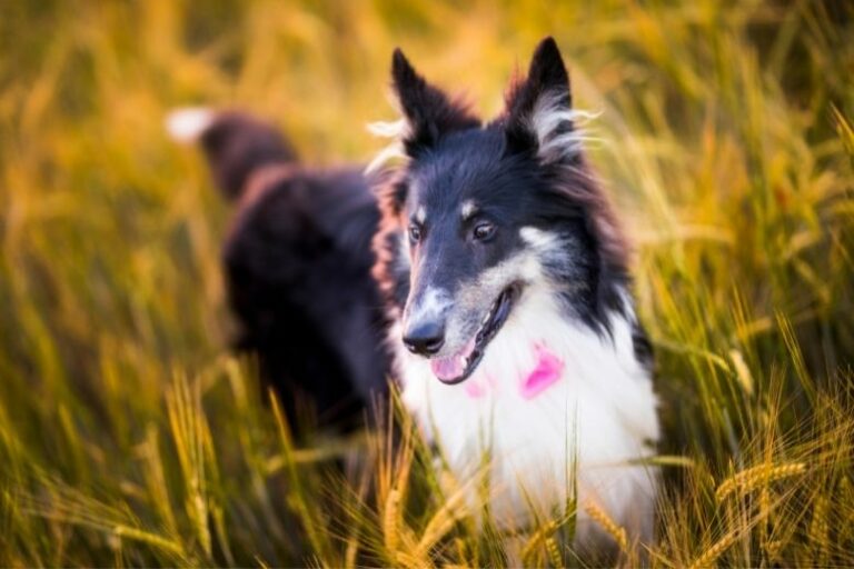 Grannen beim Hund – Die Gefahr lauert im Feld