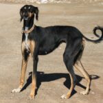 Saluki