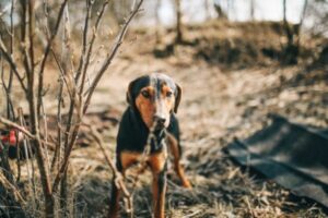 Griechische Bracke in der Natur