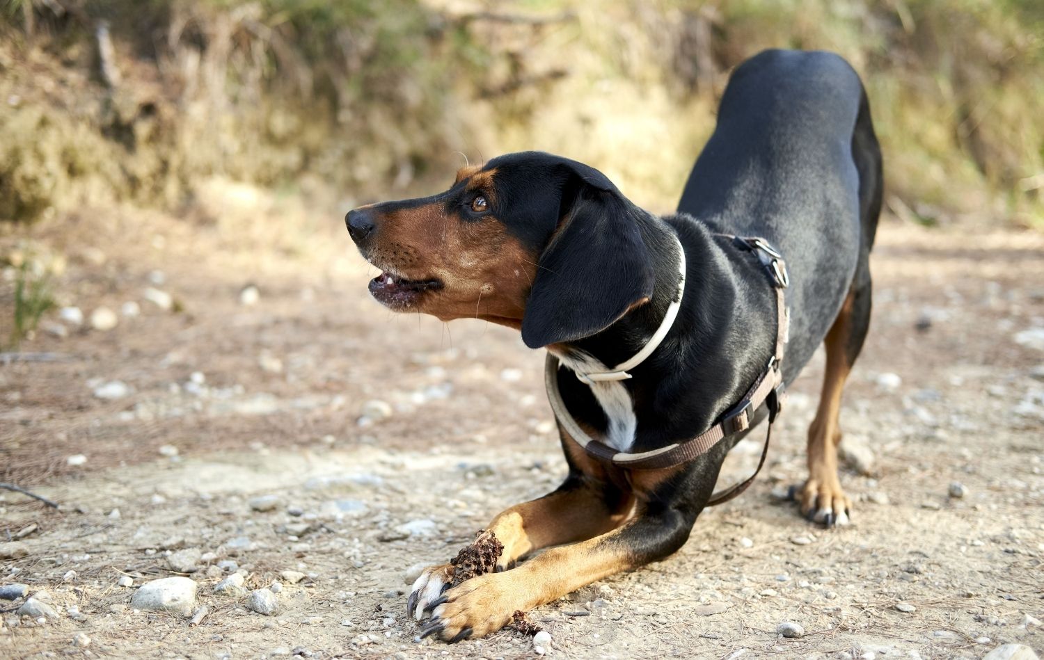 Griechische Bracke von der Seite