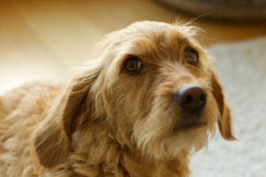 Griffon Fauve de Bretagne Kopf