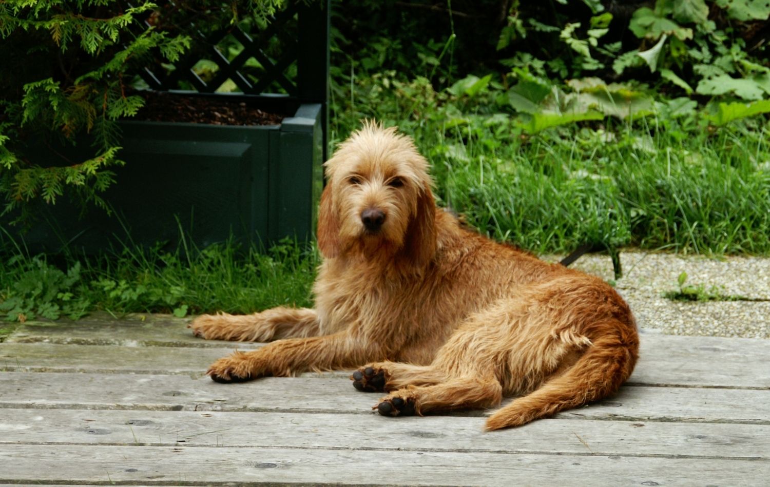 Griffon Fauve de Bretagne im Liegen