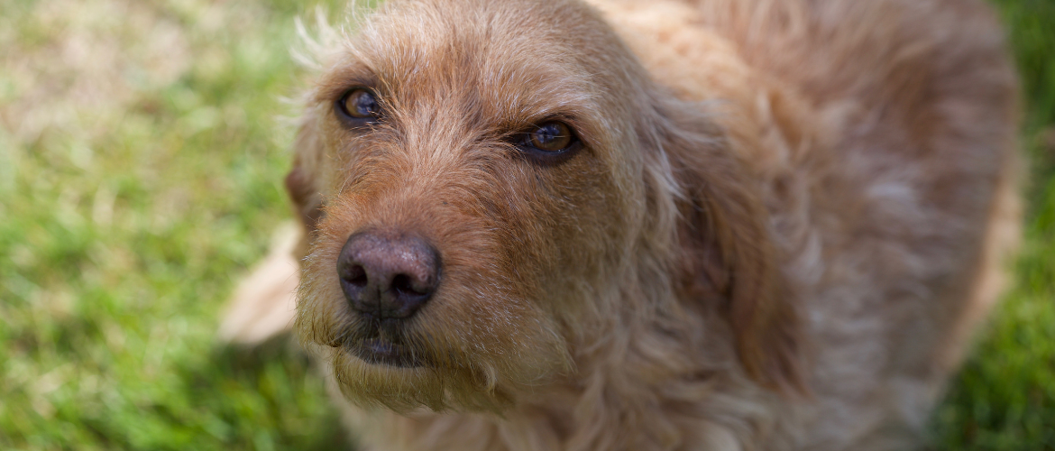 Griffon Fauve de Bretagne im Sitzen