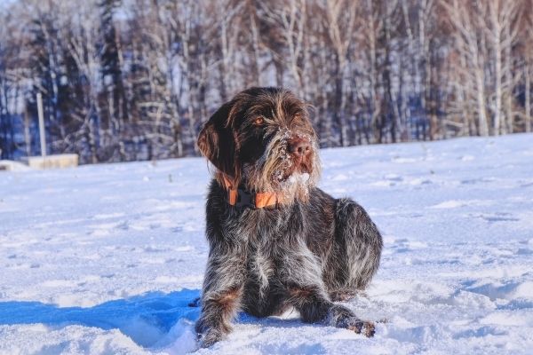 Französische Hunderassen: Griffon Korthals im Schnee