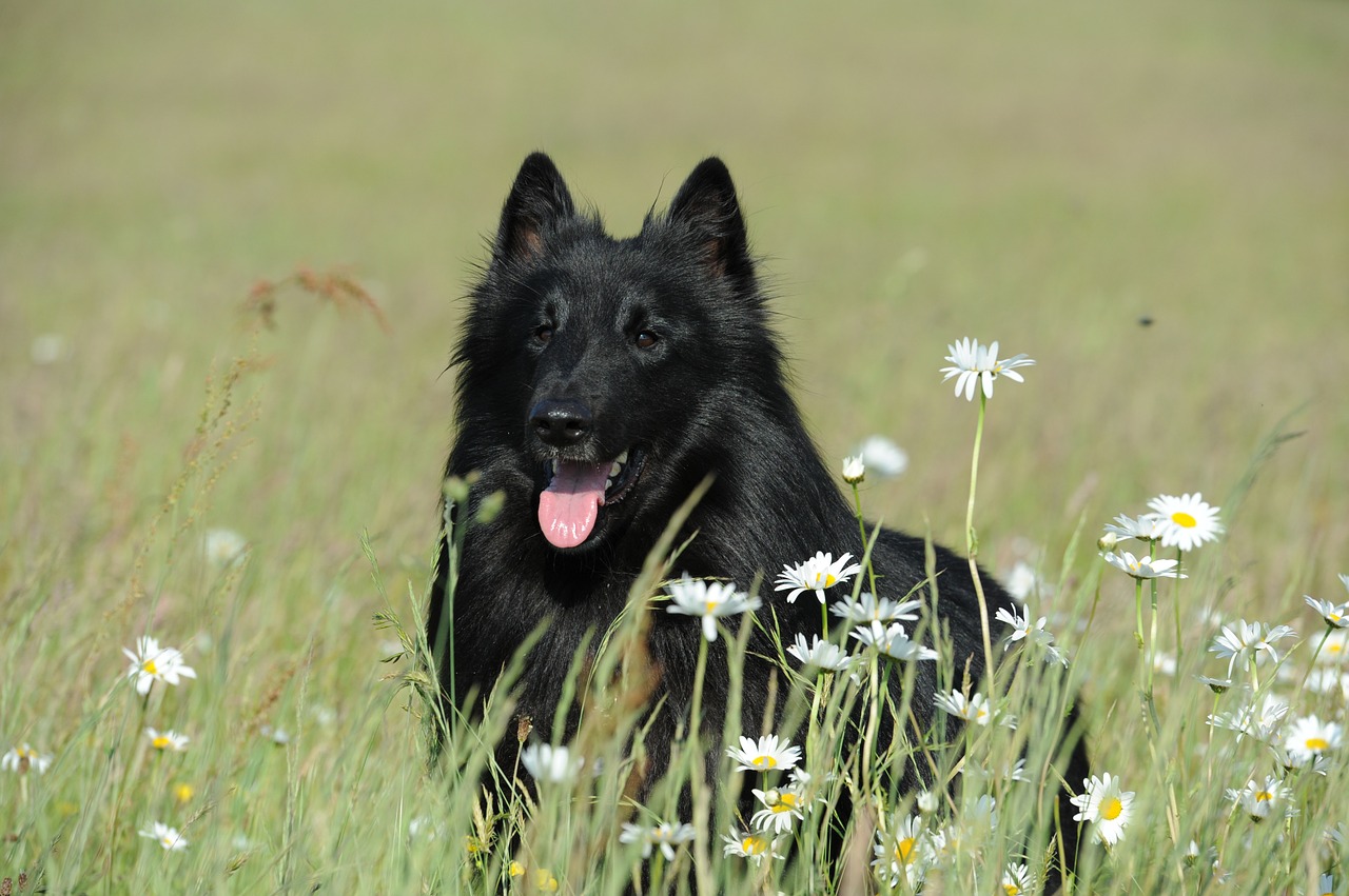 groenendael auf einer Wiese