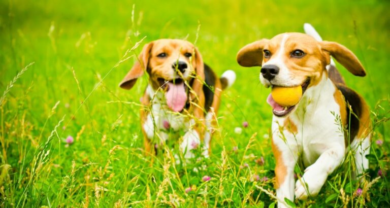Grünlippmuschel beim Hund – Wirkung & Dosierung