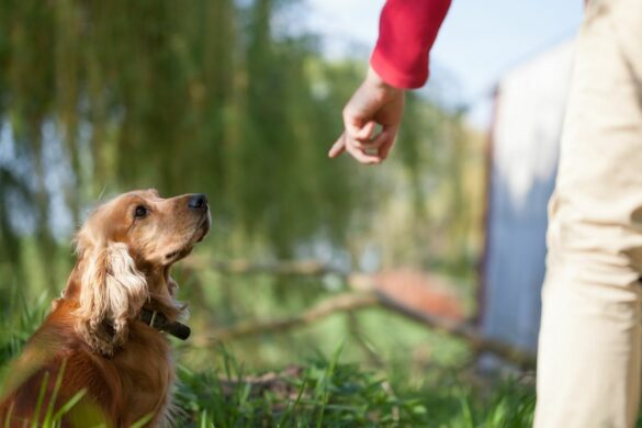 Grundkommandos für den Hund und Welpen
