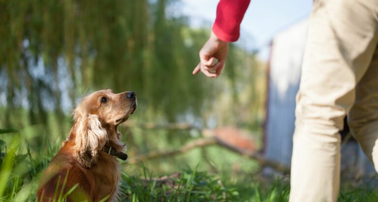 Grundkommandos für den Hund – Regeln & Trainingsplan